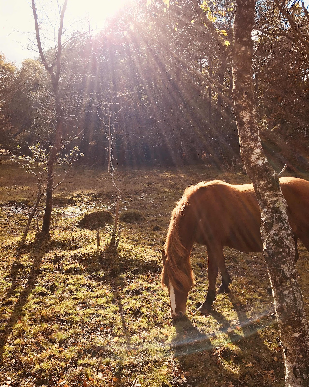 Autumn in the New Forest