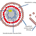 Navigating the Intriguing World of Viral Genome Diversity