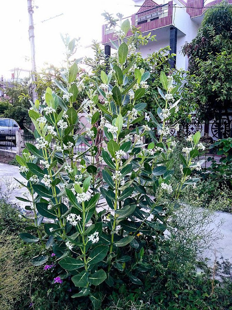 CÂY BỒNG BỒNG - Calotropis gigantea - Nguyên liệu làm thuốc Chữa Ho Hen