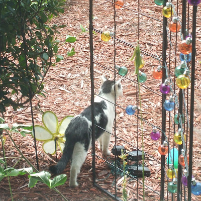 Mystic Elsie in My Front Yard Garden in Leesburg, Florida