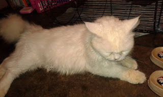 Kucing persia putih