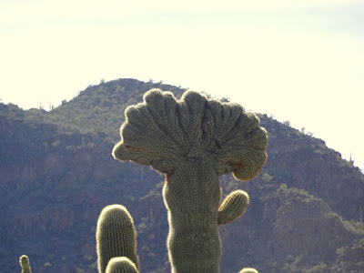 Cristate Saguaro