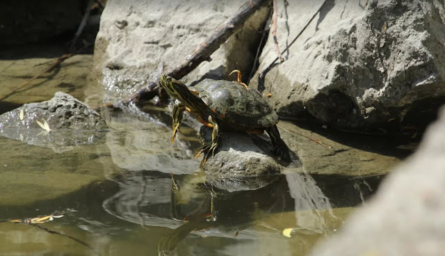 Idegenhonos teknősöket eltávolítanak el a Feneketlen-tóból