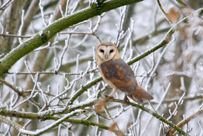 Goudûle - Kerkuil - Tyto alba