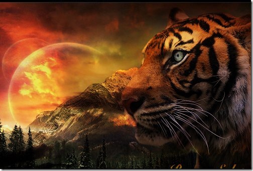 tiger_wallpaper