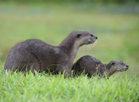 Adorable otters wandering the rustic grounds of Coney Island.