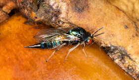 Chalcicoid wasp, family Ormyridae, perhaps genus Ormyrus.  West Wickham Common, 23 September 2015