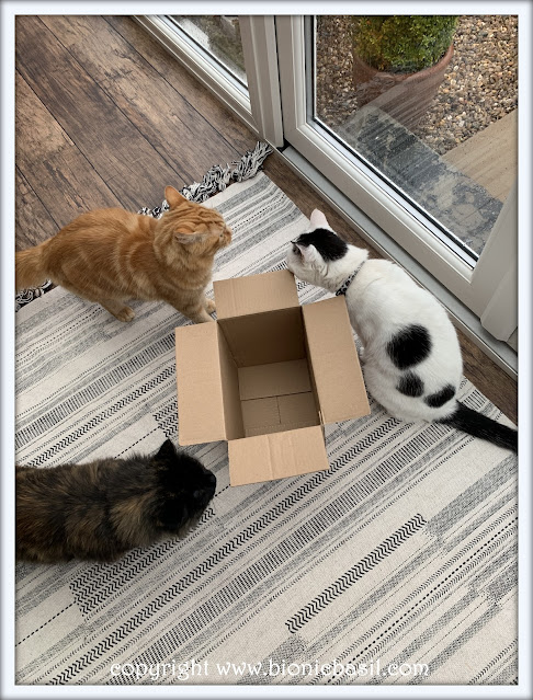 The BBHQ Midweek News Round-Up ©BionicBasil® Three Cats One Small Box