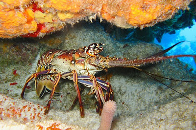 Lobster Air Laut
