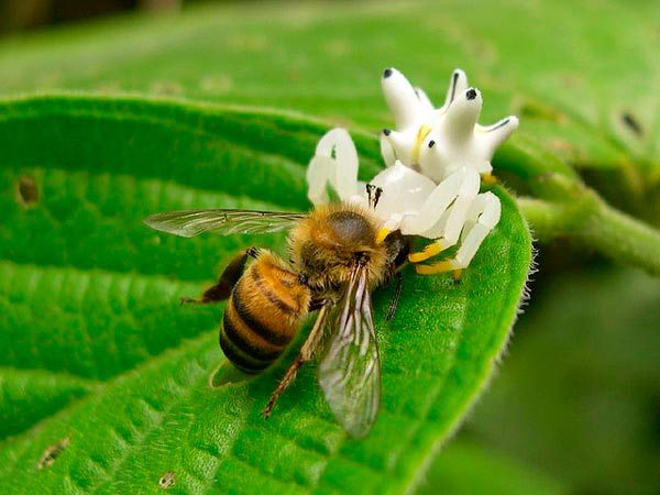 Essas aranhas possuem uma espécie de fluorescência no corpo, esse é um mecanismo para enganar suas presas. Quando insetos, como as moscas, borboletas e vespas, visitam flores em busca de néctar, eles, fascinados pela luz das aranhas fluorescentes, se aproximam sem perceber o perigo, e assim são capturados.