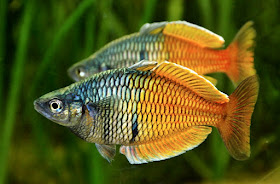 Boeseman's Rainbowfish