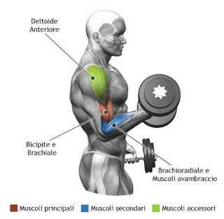 Standing Alternate Dumbbell Curl