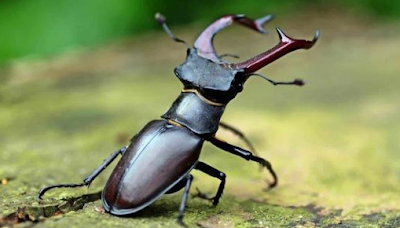 stag beetle price in india stag beetle price stag beetle in india stag beetle uses stag beetle diet stag beetle for sale stag beetle habitat stag beetle larvae stag beetles cost giant stag beetle stag beetle are they dangerous stag beetle and rhinoceros beetle stag beetle available in kerala stag beetle anatomy stag beetle australia stag beetle acnh stag beetle art stag beetle as pet stag beetle antlers stag beetle alabama albino stag beetle american stag beetle australian stag beetle animal crossing stag beetle are stag beetle bites dangerous african stag beetle australian rainbow stag beetle albrecht durer stag beetle antelope stag beetle asian stag beetle stag beetle bite stag beetle buyers stag beetle buyer contact number stag beetle buyers in india stag beetle benefits stag beetle buy stag beetle baby stag beetle buyer contact email stag beetle business stag beetle buyer contact number tamilnadu black stag beetle baby stag beetle brown stag beetle blue stag beetle biggest stag beetle british stag beetle big stag beetle buy stag beetle buy stag beetle uk bilateral gynandromorph stag beetle stag beetle cost stag beetle contact stag beetle characteristics stag beetle clothing stag beetle care stag beetle canada stag beetle cartoon stag beetle clipart stag beetle colors stag beetle colorado cottonwood stag beetle chilean stag beetle can a stag beetle hurt you cute stag beetle common stag beetle cost of stag beetle can a stag beetle fly cartoon stag beetle cyclommatus stag beetle crab stag beetle stag beetle dangerous stag beetle drawing stag beetle diagram stag beetle do they bite stag beetle do they fly stag beetle deutsch stag beetle distribution uk stag beetle drawing easy define stag beetle dorcus titanus stag beetle dead stag beetle dorcus stag beetle durer stag beetle does stag beetle bite do stag beetle bites hurt darwin stag beetle do stag beetle bite does a stag beetle bite hurt stag beetle eggs stag beetle expensive stag beetle endangered stag beetle earthbound stag beetle eat stag beetle enclosure stag beetle england stag beetle europe stag beetle endangered uk stag beetle en español elephant stag beetle