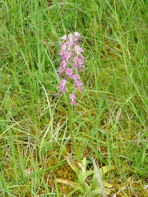 Monkey/Man Orchid hybrid Orchis x bergonii, Eperon de Murat, Indre et Loire, France. Photo by Loire Valley Time Travel.