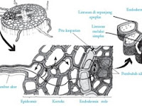 REVIEW HISTOLOGI - JARINGAN TUMB8UHAN 