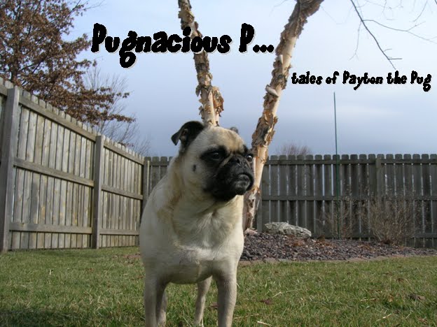 Pugnacious P