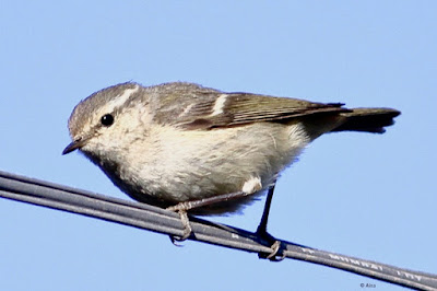 "Hume's Warbler, winter visitor perched on a wire."