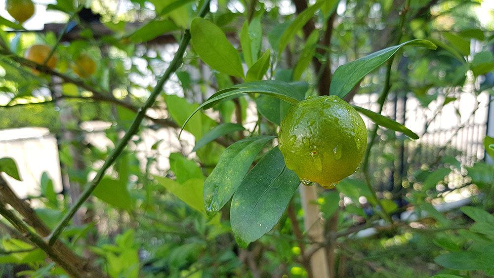 ผลของต้นส้มจี๊ด