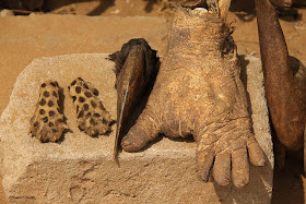 Dried monkey hand on voodoo fetish market