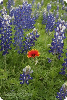Bluebonnets_037