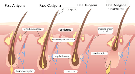 fases de crescimento do cabelo