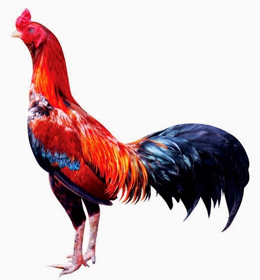 Gambar Ayam Bangkok Super