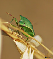 Chinche verde o hedionda (Nezara viridula)