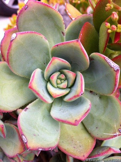 Echeveria © Evelyn Howard 2011