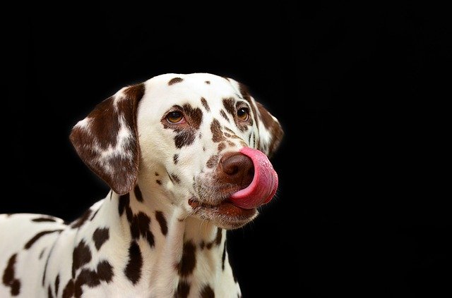 Can Dogs Eat Lentils? Is Lentils Safe For Dogs?