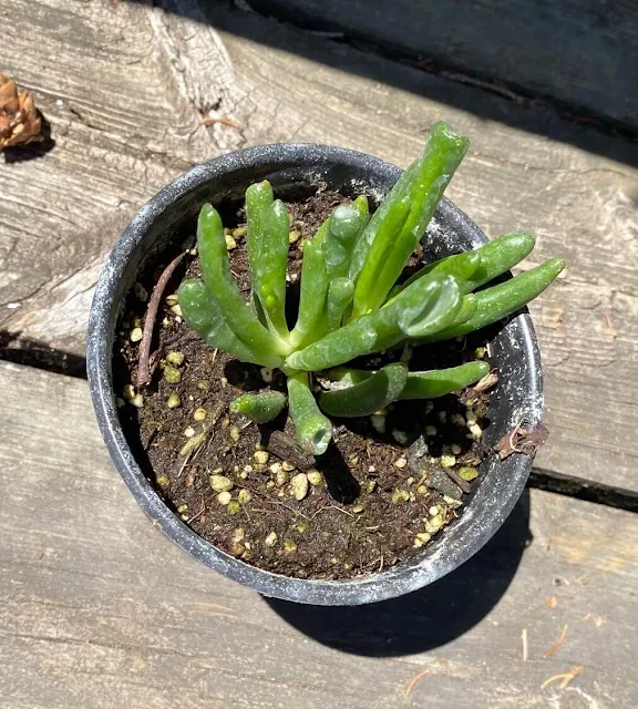 Photo of a Lady Fingers Succulent