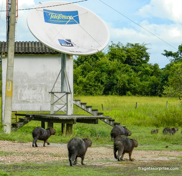 Capivaras no Pantanal