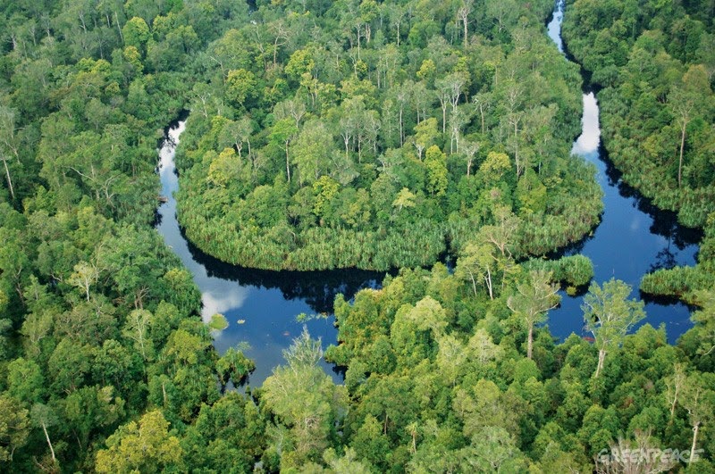 Pengertian Ekosistem Hutan Gambut  Pengertian ILMU