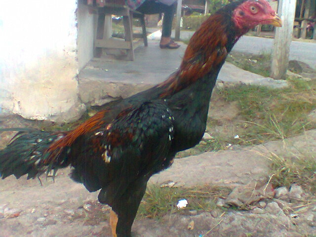  Ayam  laga Siantarman