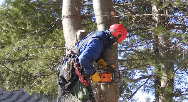 Tree Removal Melbourne