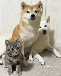 Este adorable gato cree que no es diferente de sus "hermanos"