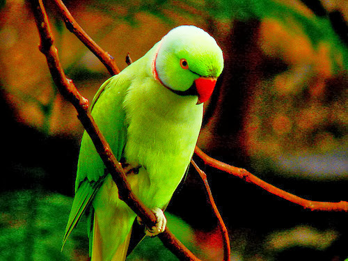 Green Parrot Wallpapers HD