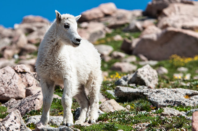 Mountain Goat, Mount Evans