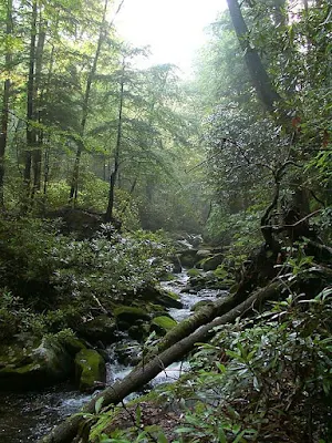 A temperate rainforest