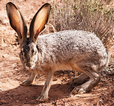 Jackrabbit