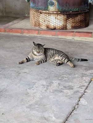 Gray tabby cat at Quinta de Alcube Winery in Setúbal