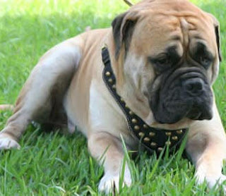 Angry mastiff dog image in the garden photo