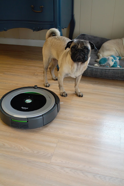 Roomba // Pugs & Pearls Blog