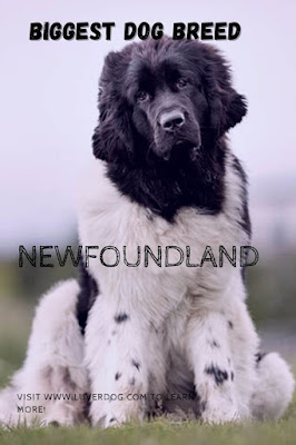 Newfoundland