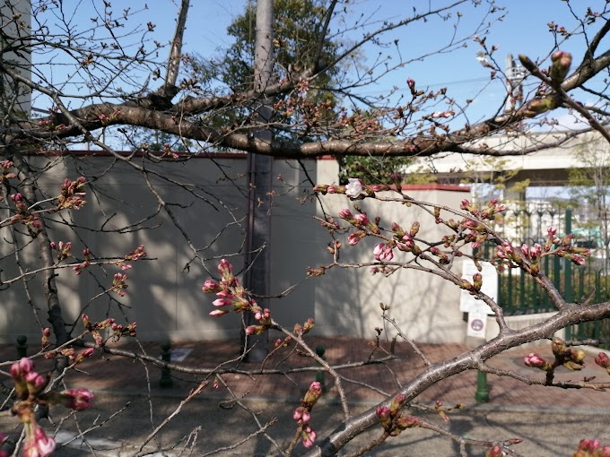 【速報！】宝塚の花のみちの桜が開花しました。