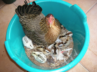 Conchita and baby chicks, La Ceiba,Honduras