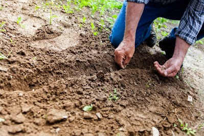 Saline soil