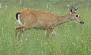 Pampas Deer, Ozotoceros bezoarticus
