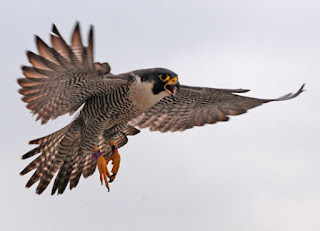The Peregrine Falcon is renowned as the fastest animal on Earth