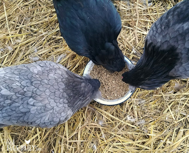 chickens eating