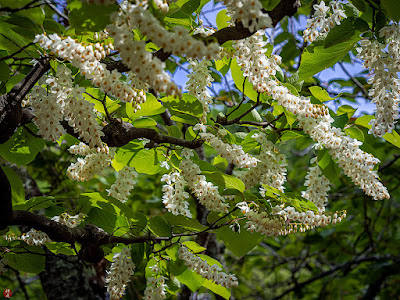Haku-un-boku (Styrax obassia) flowers: Engaku-ji
